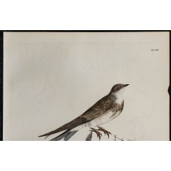 1830 - Hirondelle de rivage 