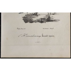 1830 - Hirondelle de rivage 