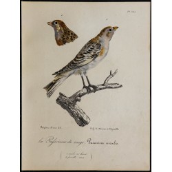 1830 - Bruant des neiges 