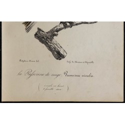 1830 - Bruant des neiges 