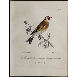 1830 - Chardonneret élégant 
