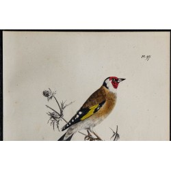 1830 - Chardonneret élégant 