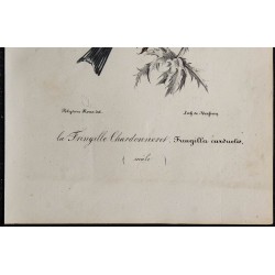 1830 - Chardonneret élégant 