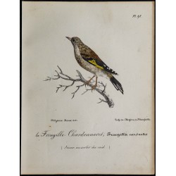 1830 - Chardonneret élégant 
