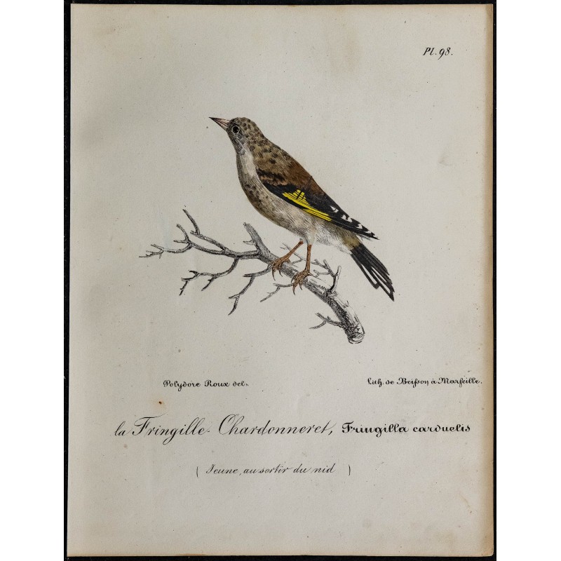 1830 - Chardonneret élégant 1830 - Chardonneret élégant