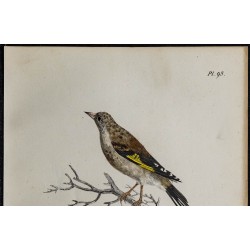 1830 - Chardonneret élégant 