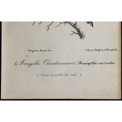 1830 - Chardonneret élégant 