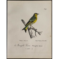 1830 - Tarin des aulnes 