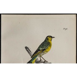 1830 - Tarin des aulnes 