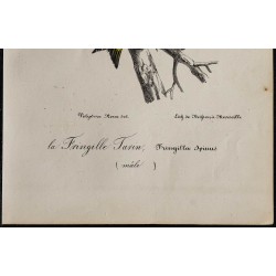 1830 - Tarin des aulnes 