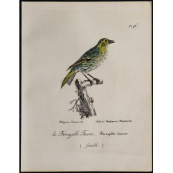 1830 - Tarin des aulnes 