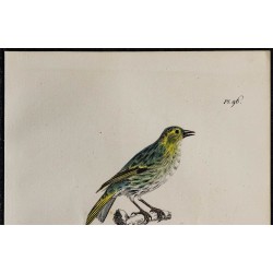 1830 - Tarin des aulnes 