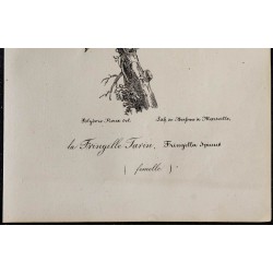 1830 - Tarin des aulnes 