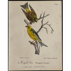 1830 - Serin cini 