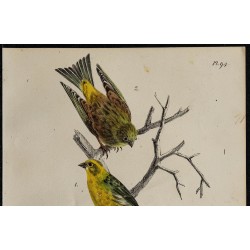1830 - Serin cini 