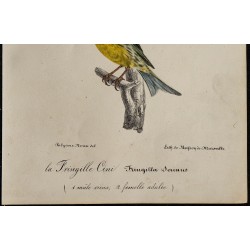 1830 - Serin cini 