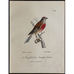 1830 - Linotte mélodieuse 