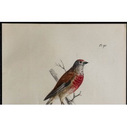 1830 - Linotte mélodieuse 