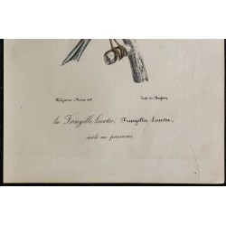 1830 - Linotte mélodieuse 