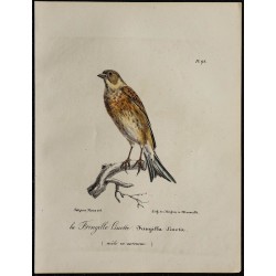 1830 - Linotte mélodieuse 