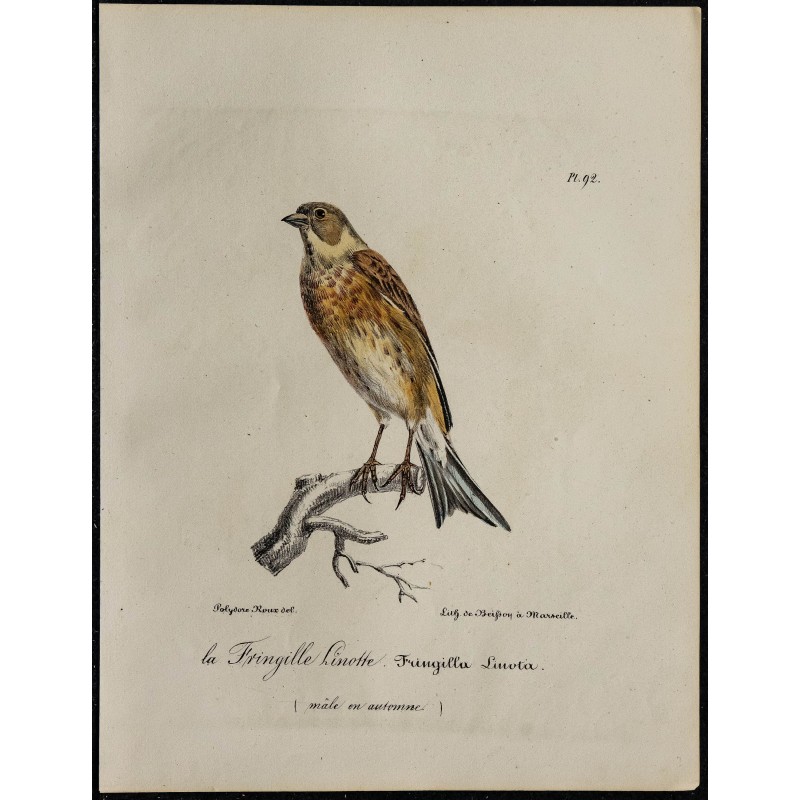 1830 - Linotte mélodieuse 