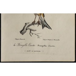 1830 - Linotte mélodieuse 