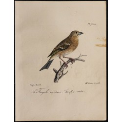 1830 - Roselin cramoisi 