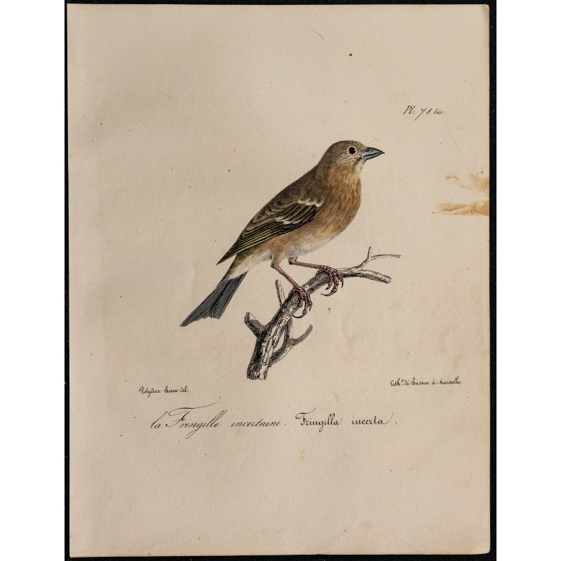 1830 - Roselin cramoisi 1830 - Roselin cramoisi