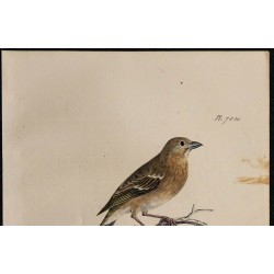 1830 - Roselin cramoisi 