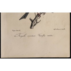 1830 - Roselin cramoisi 