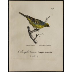 1830 - Venturon montagnard 