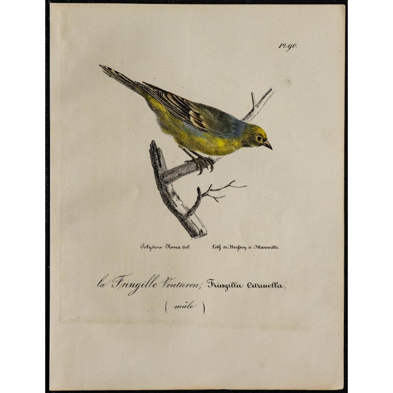1830 - Venturon montagnard 1830 - Venturon montagnard