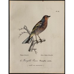 1830 - Pinson des arbres 
