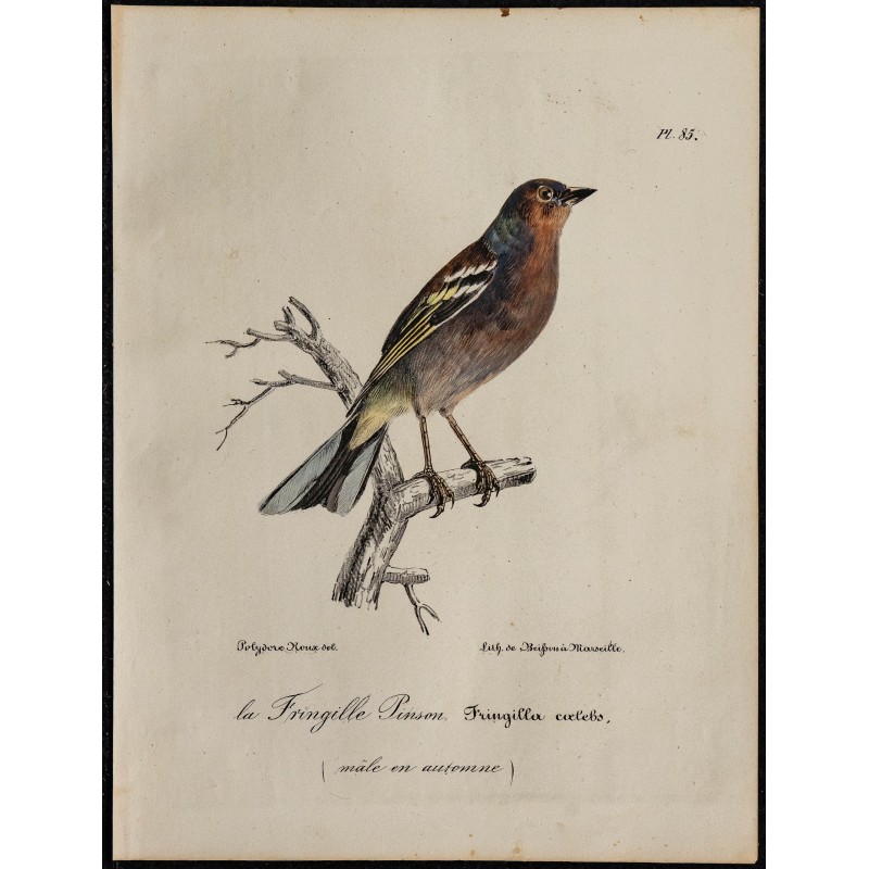 1830 - Pinson des arbres 1830 - Pinson des arbres