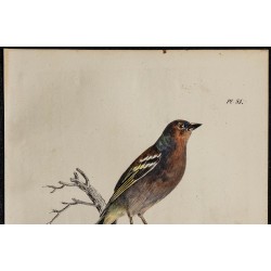 1830 - Pinson des arbres 