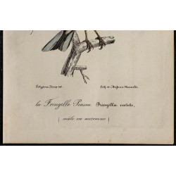 1830 - Pinson des arbres 