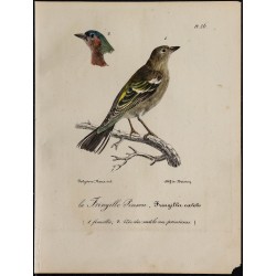 1830 - Pinson des arbres 
