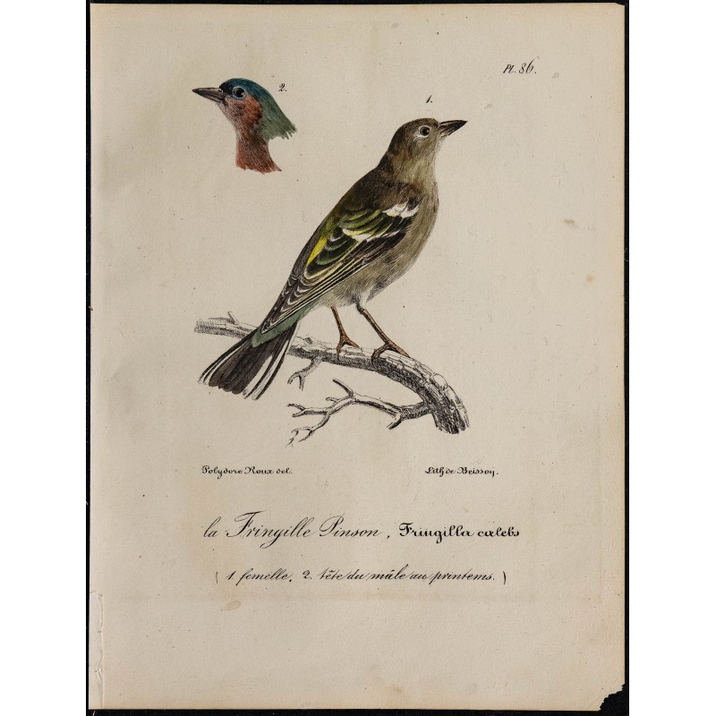1830 - Pinson des arbres 1830 - Pinson des arbres