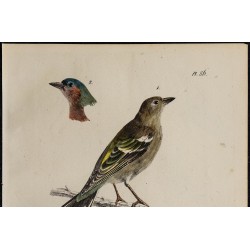 1830 - Pinson des arbres 