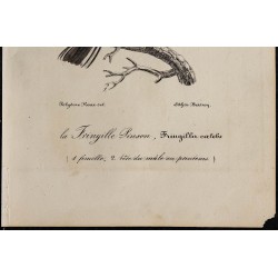 1830 - Pinson des arbres 