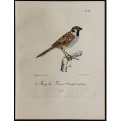 1830 - Moineau friquet 