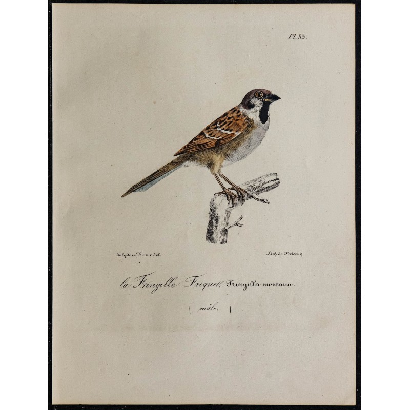 1830 - Moineau friquet 1830 - Moineau friquet