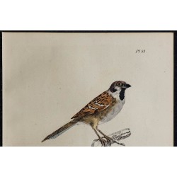 1830 - Moineau friquet 