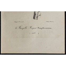 1830 - Moineau friquet 