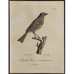 1830 - Moineau domestique 