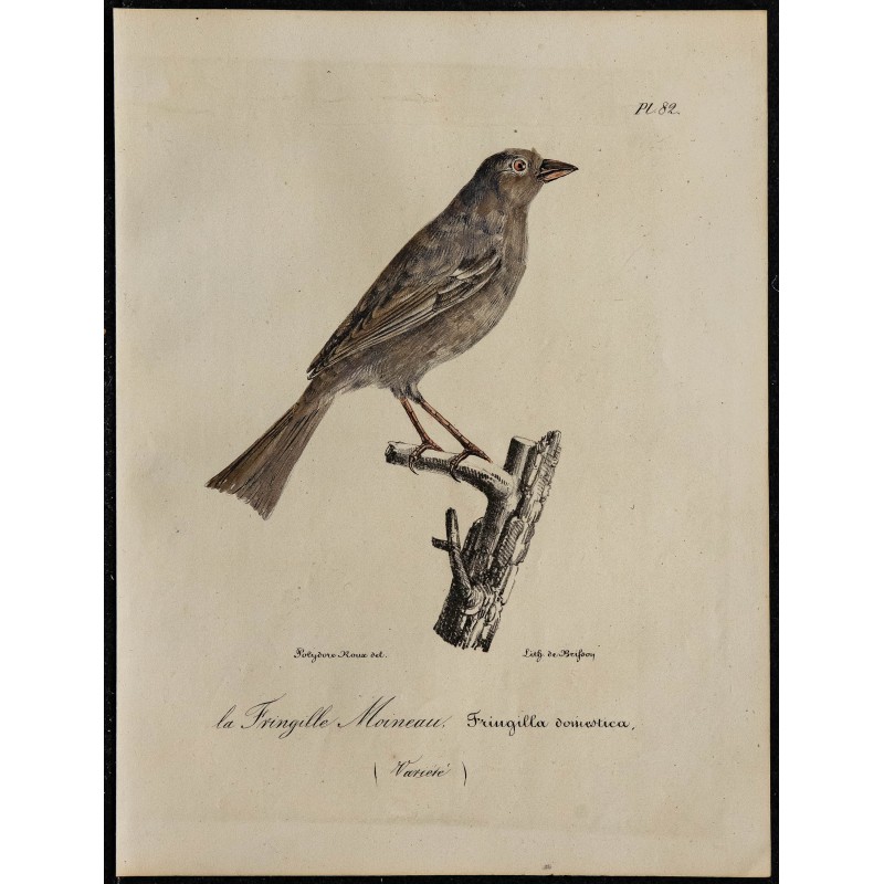 1830 - Moineau domestique 1830 - Moineau domestique