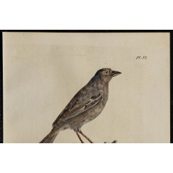 1830 - Moineau domestique 