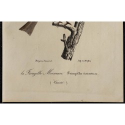 1830 - Moineau domestique 