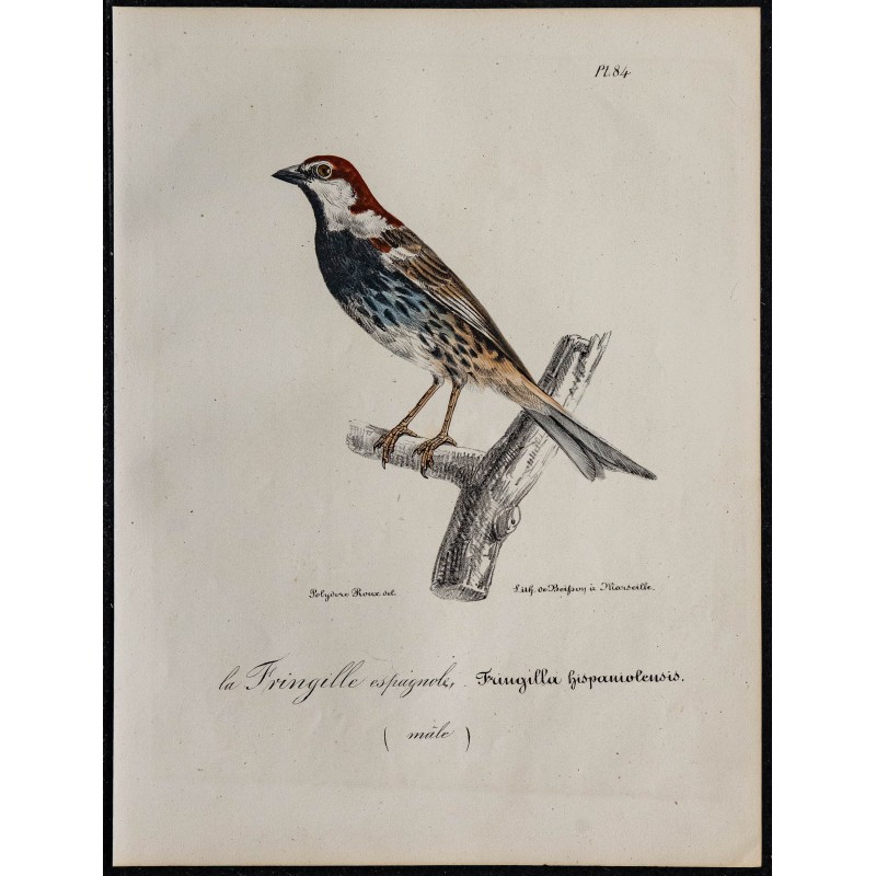 1830 - Moineau espagnol 1830 - Moineau espagnol