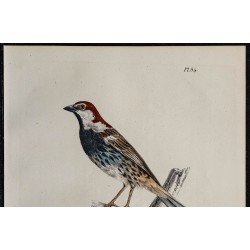 1830 - Moineau espagnol 
